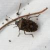 Rhaphigaster nebulosa